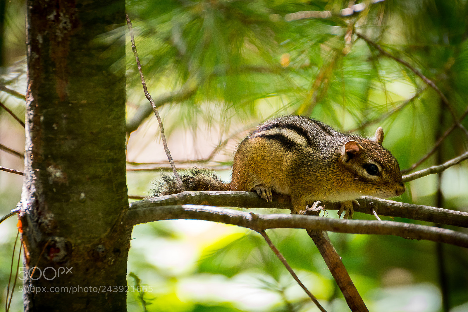 Nikon D500 sample photo. Little guy photography