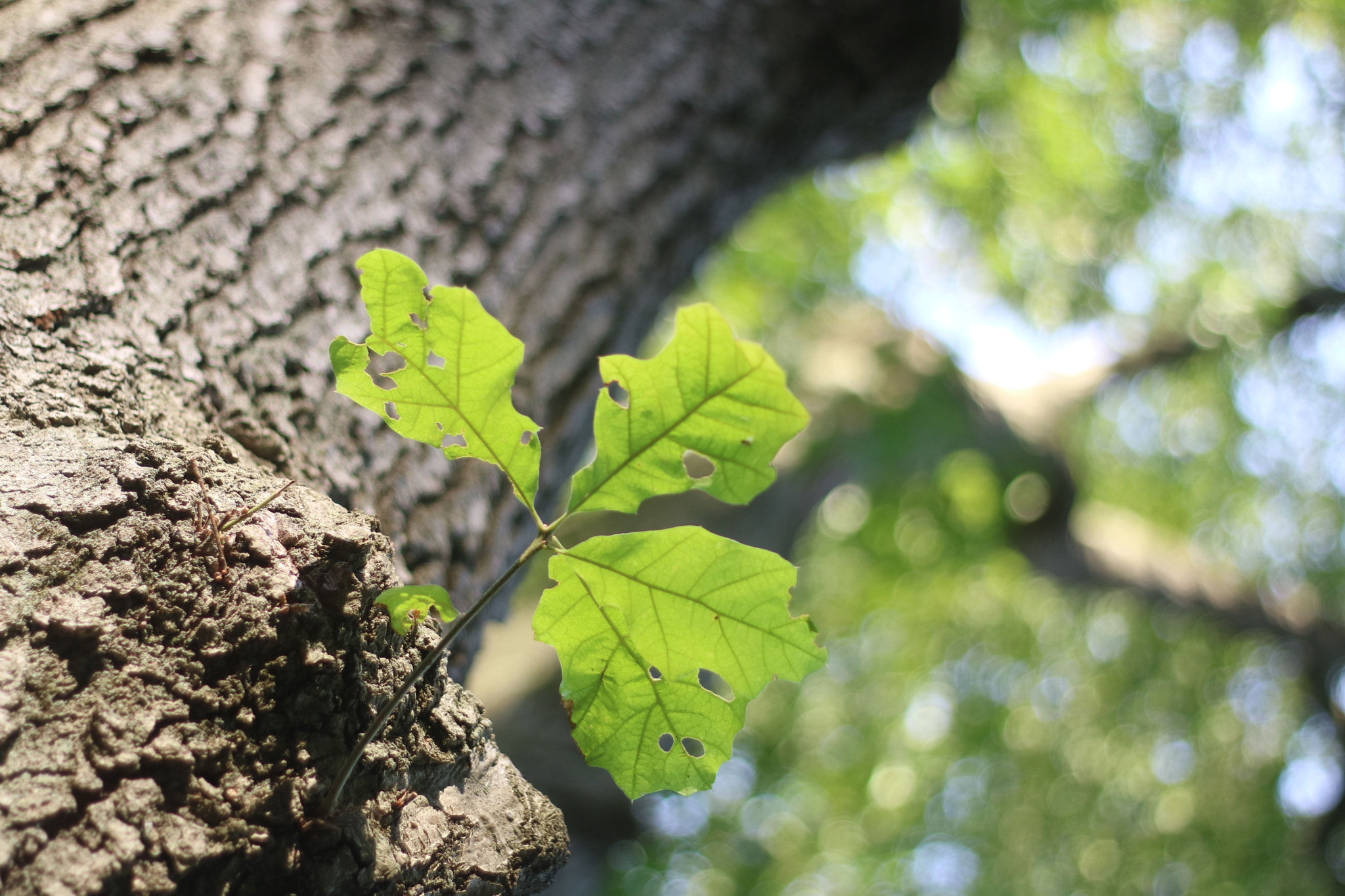 Canon EOS M3 + Canon EF 50mm f/1.8 sample photo. Driveway leaf photography