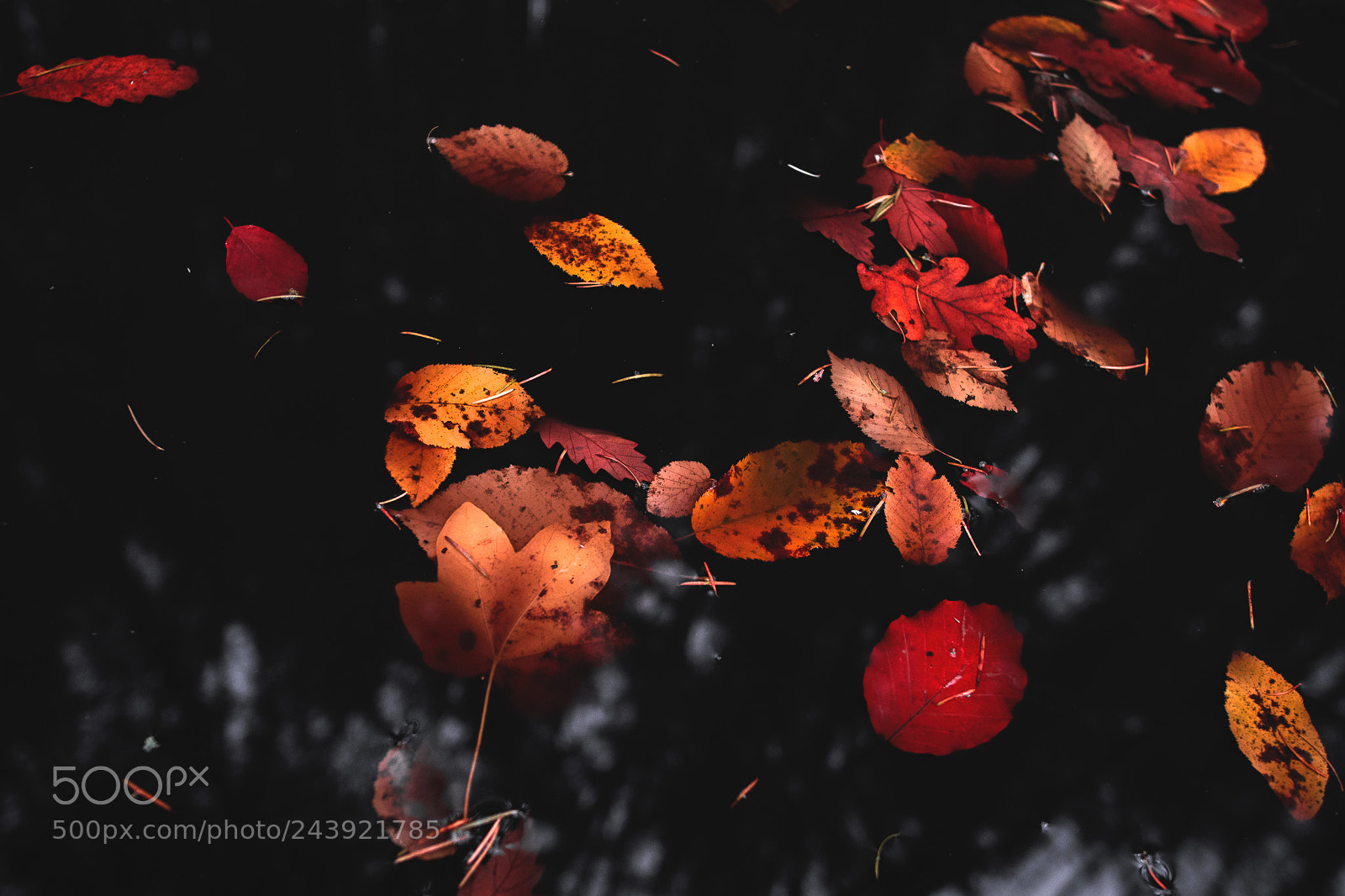 Nikon D500 sample photo. Culori. photography
