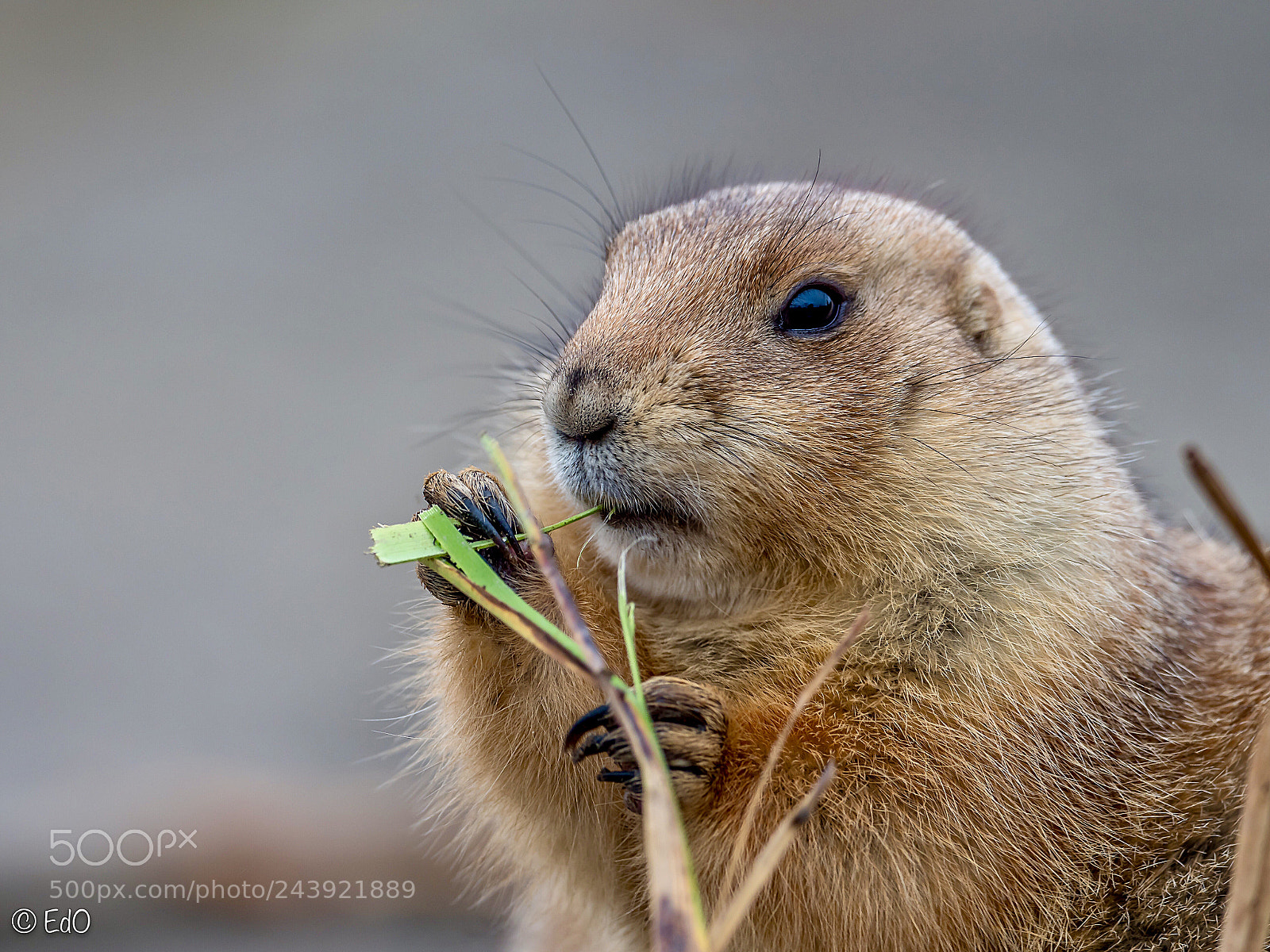 Olympus OM-D E-M1 Mark II sample photo. Prairiedog photography
