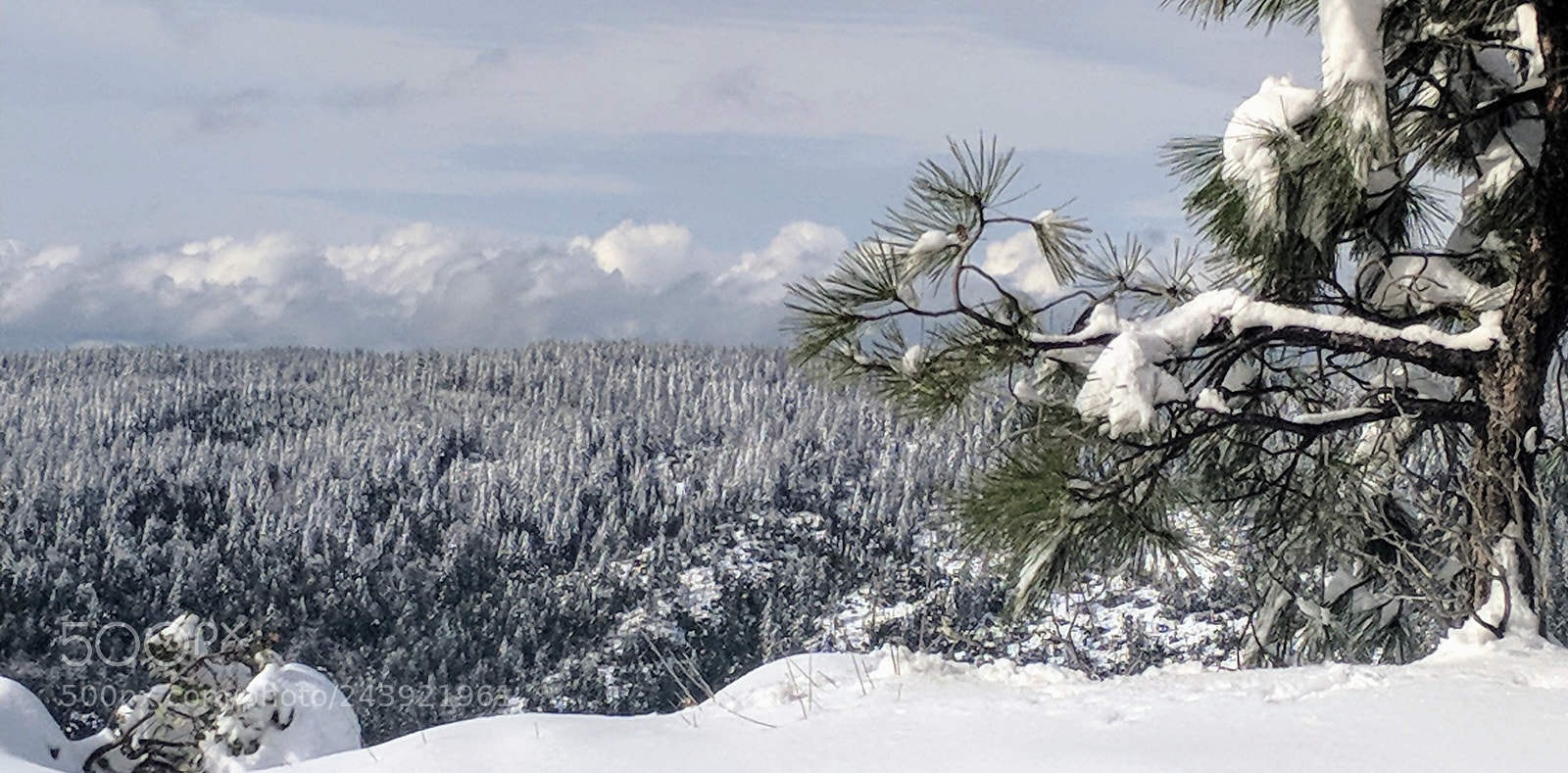 Google Pixel 2 XL sample photo. Freash snow photography