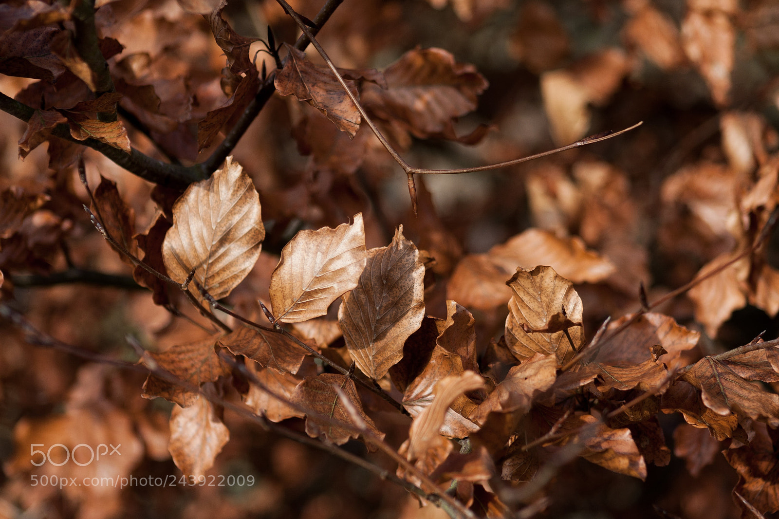 Canon EOS 40D sample photo. Life’s a beech..... photography
