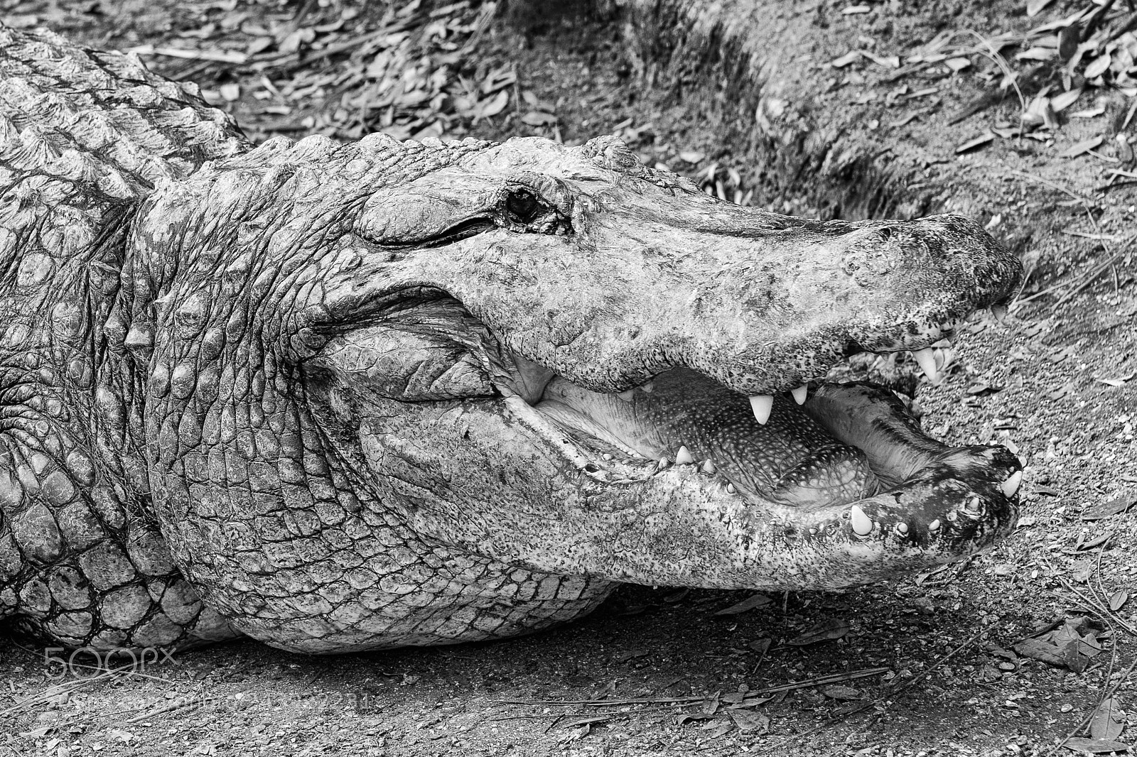 Nikon D850 sample photo. Gator close up and photography