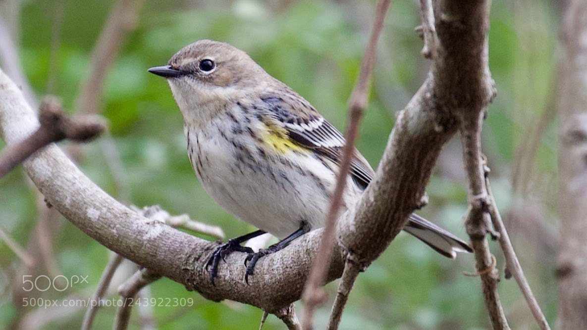 Canon EOS-1D X sample photo. Warbler photography
