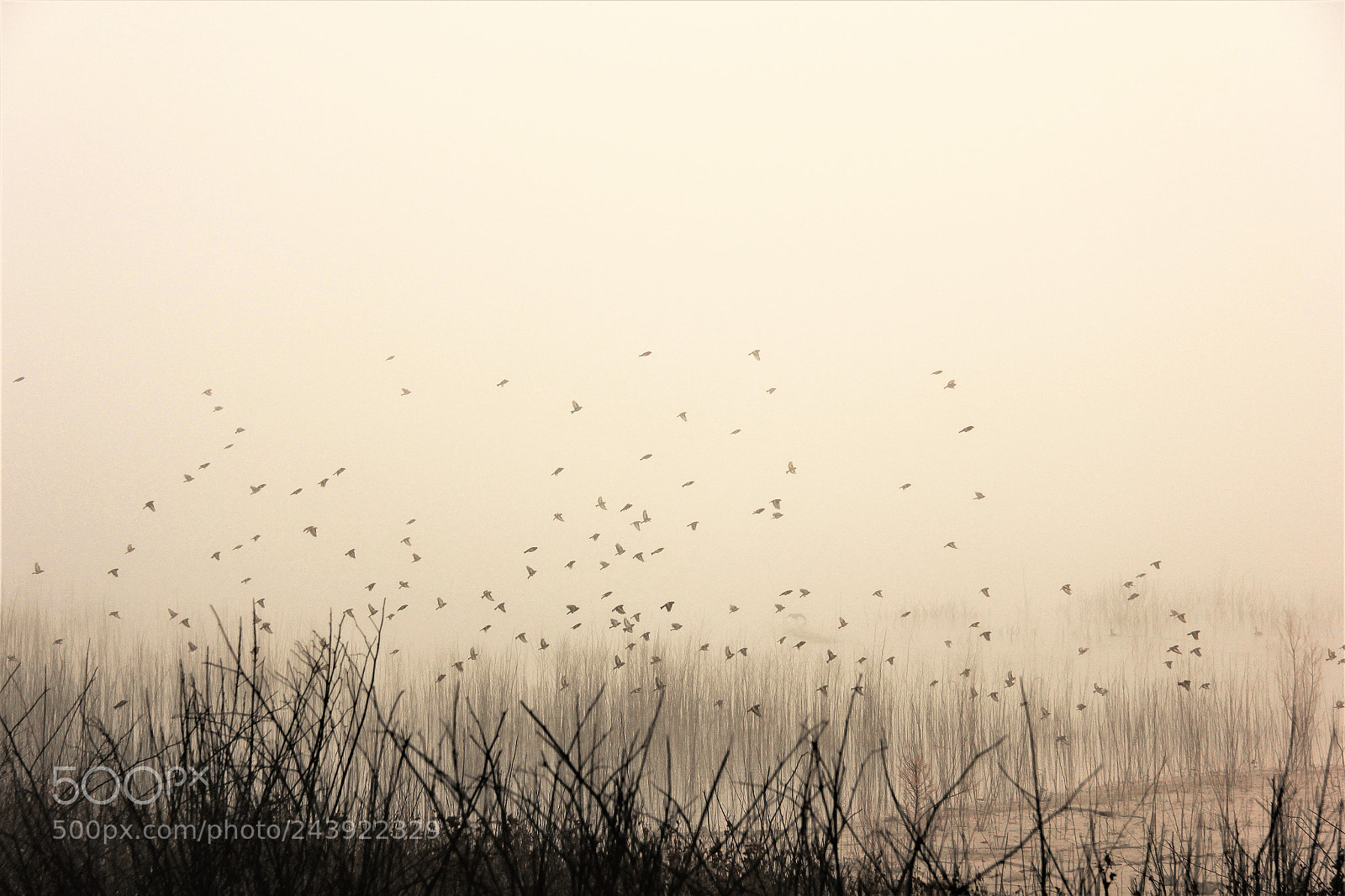 Canon EOS 60D sample photo. Volando en la niebla photography