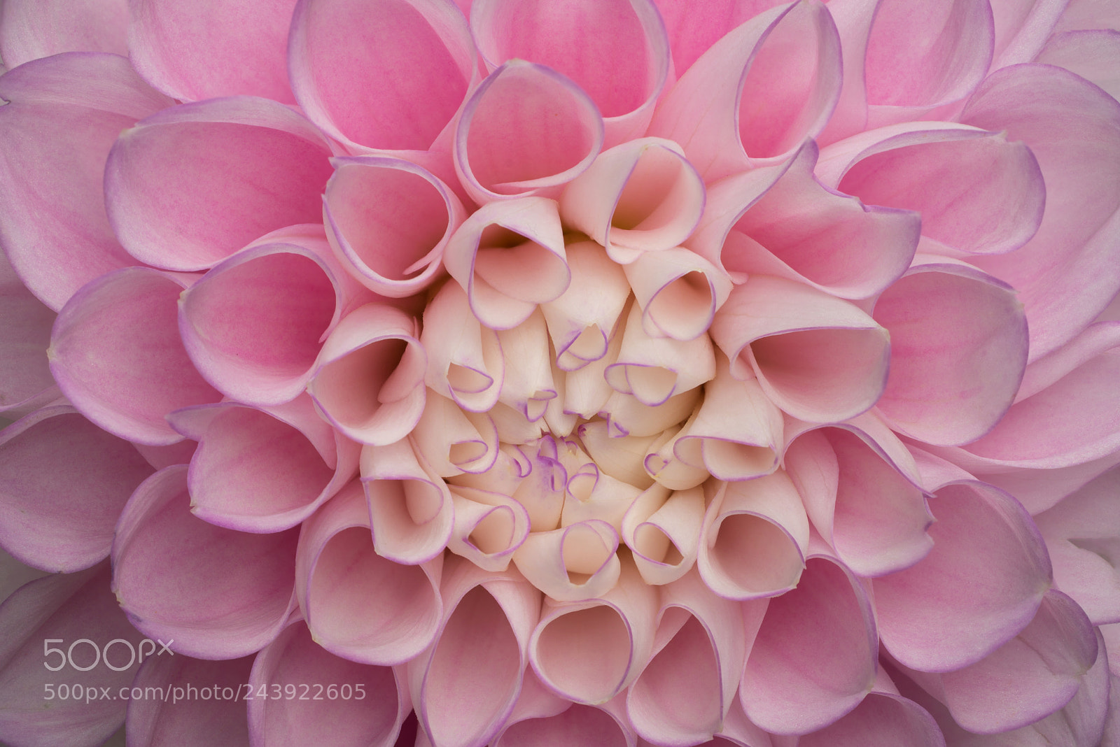 Sony a7R sample photo. Mascara photography