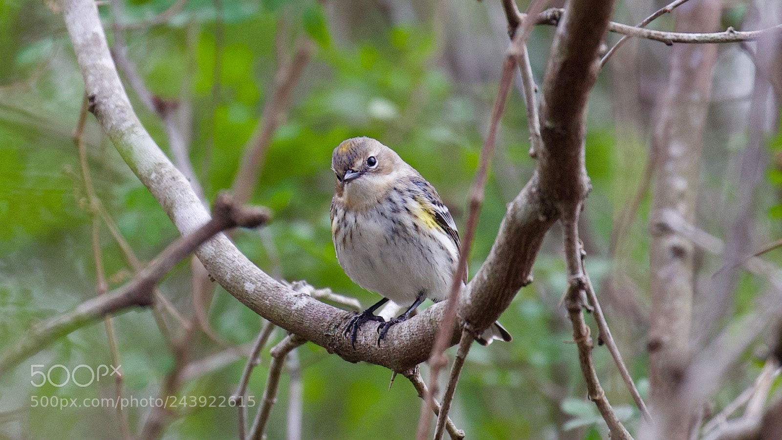 Canon EOS-1D X sample photo. Warbler photography