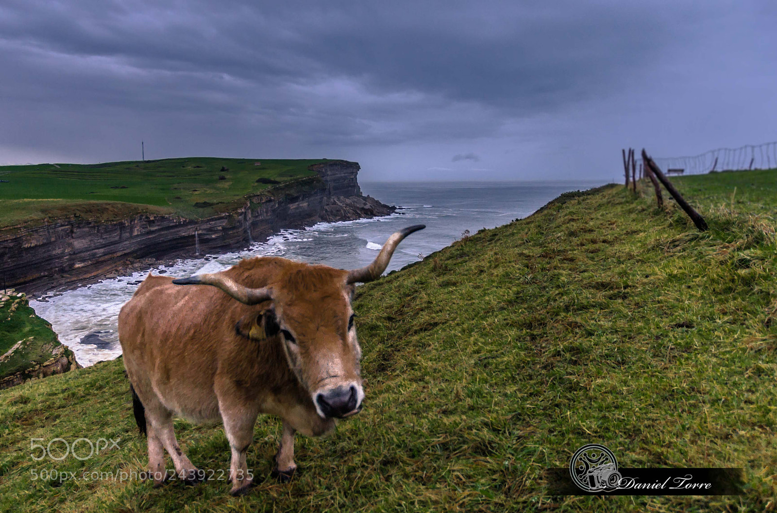 Nikon D3100 sample photo. Al mirar la vaca photography