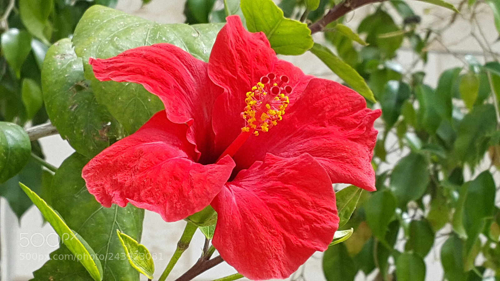 Samsung Galaxy Note4 sample photo. ىهؤث photography