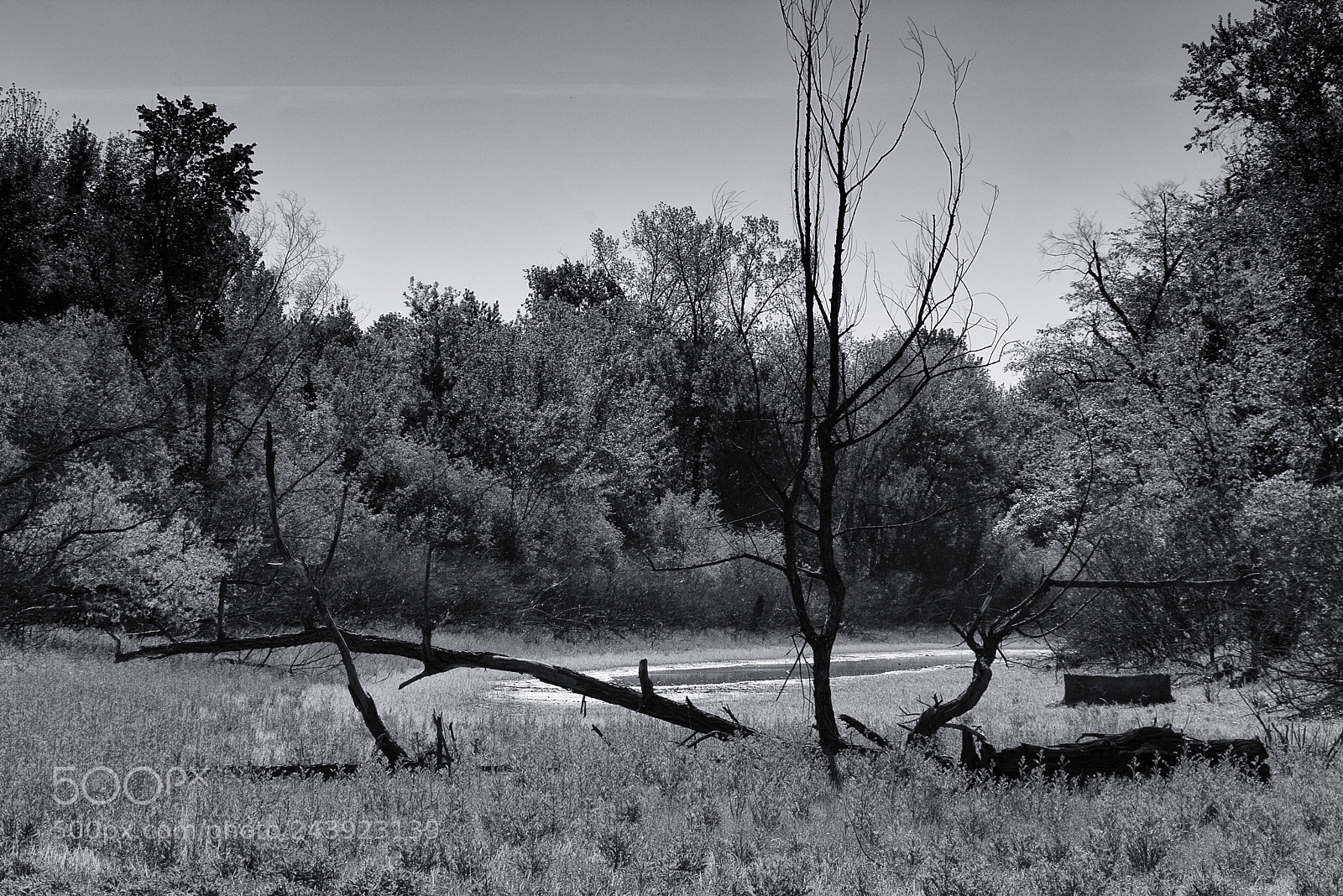 Pentax K100D sample photo. Pond photography