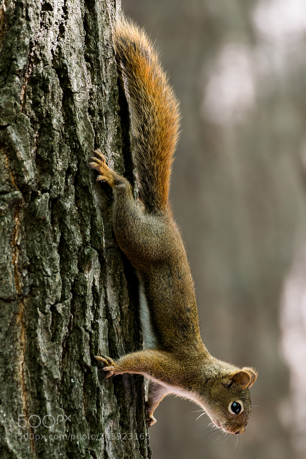 Nikon D500 sample photo. Upside down photography