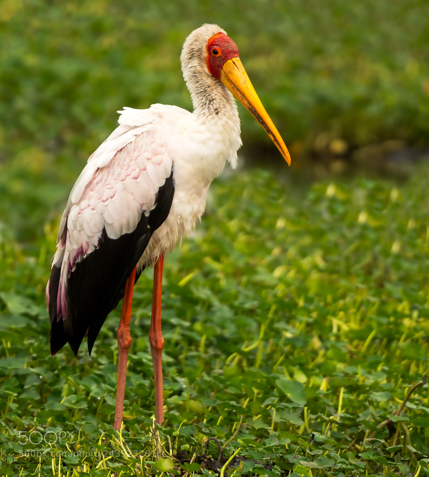 Nikon D4 sample photo. Yellow-billed stork photography