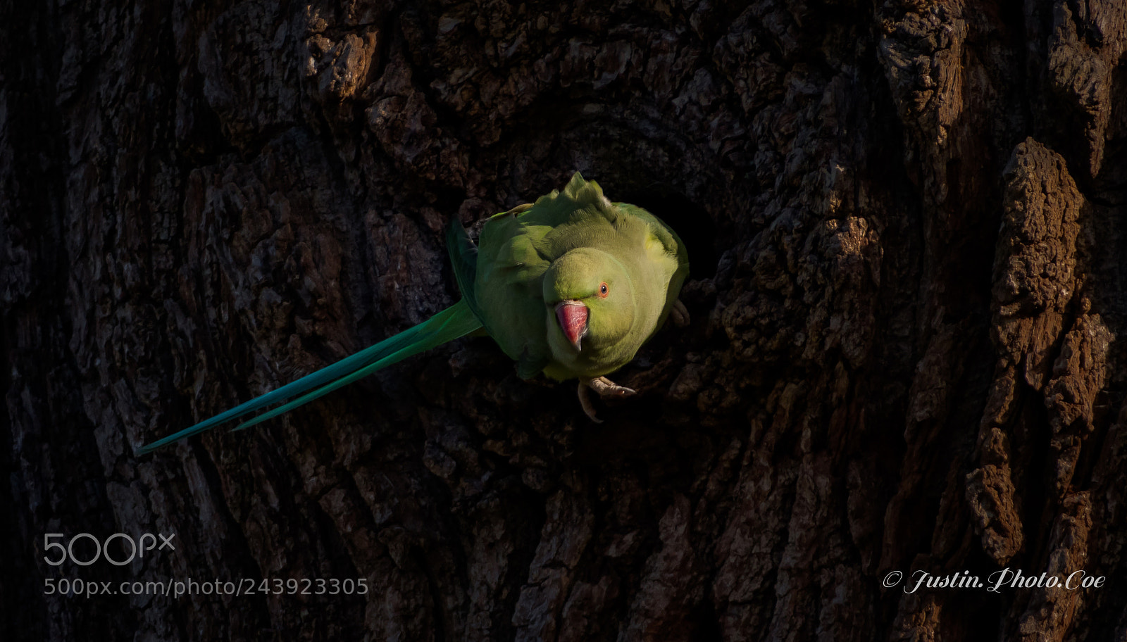Panasonic Lumix DC-G9 sample photo. Parakeet clinging to a photography