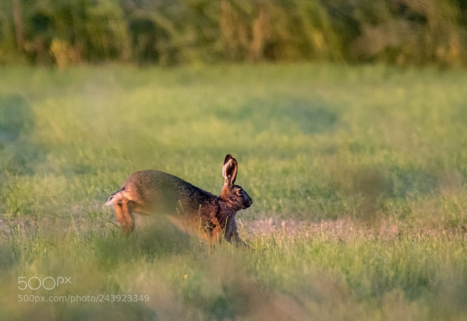 Canon EOS 7D Mark II sample photo. Morning hare photography