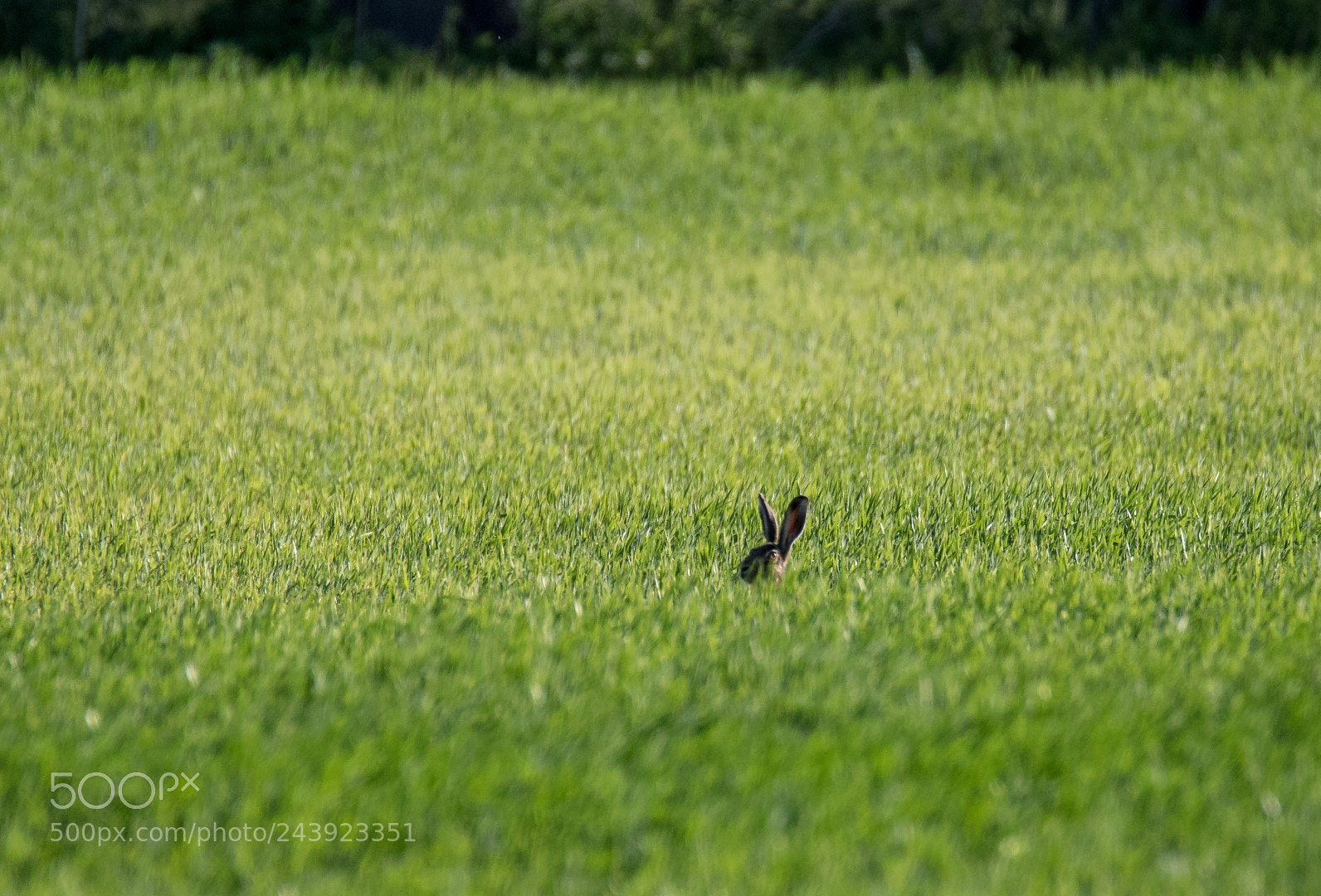 Canon EOS 7D Mark II sample photo. Watchful eye photography