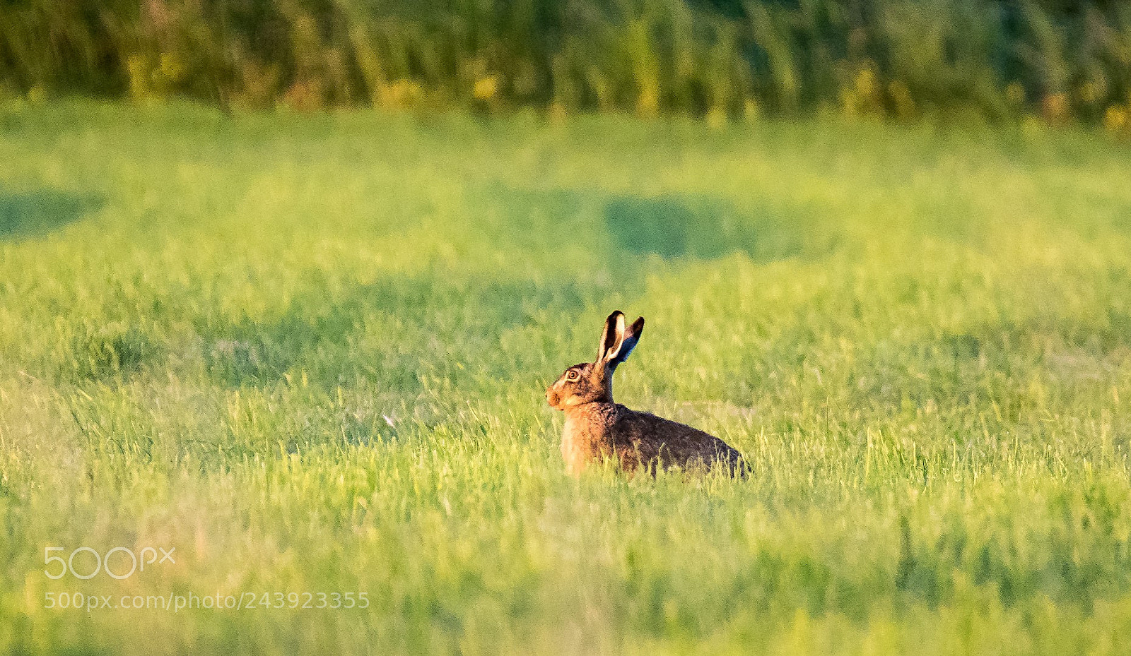 Canon EOS 7D Mark II sample photo. In the morning sun photography