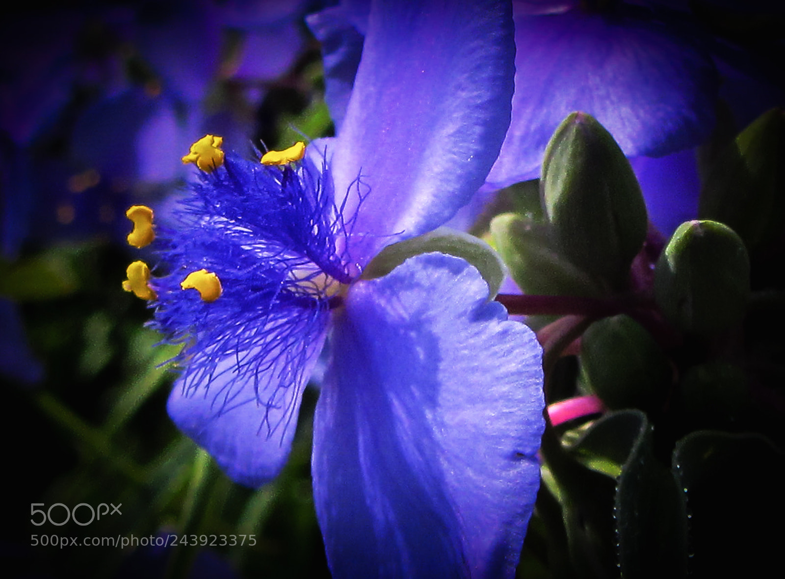 Canon PowerShot SX230 HS sample photo. Spiderwort photography