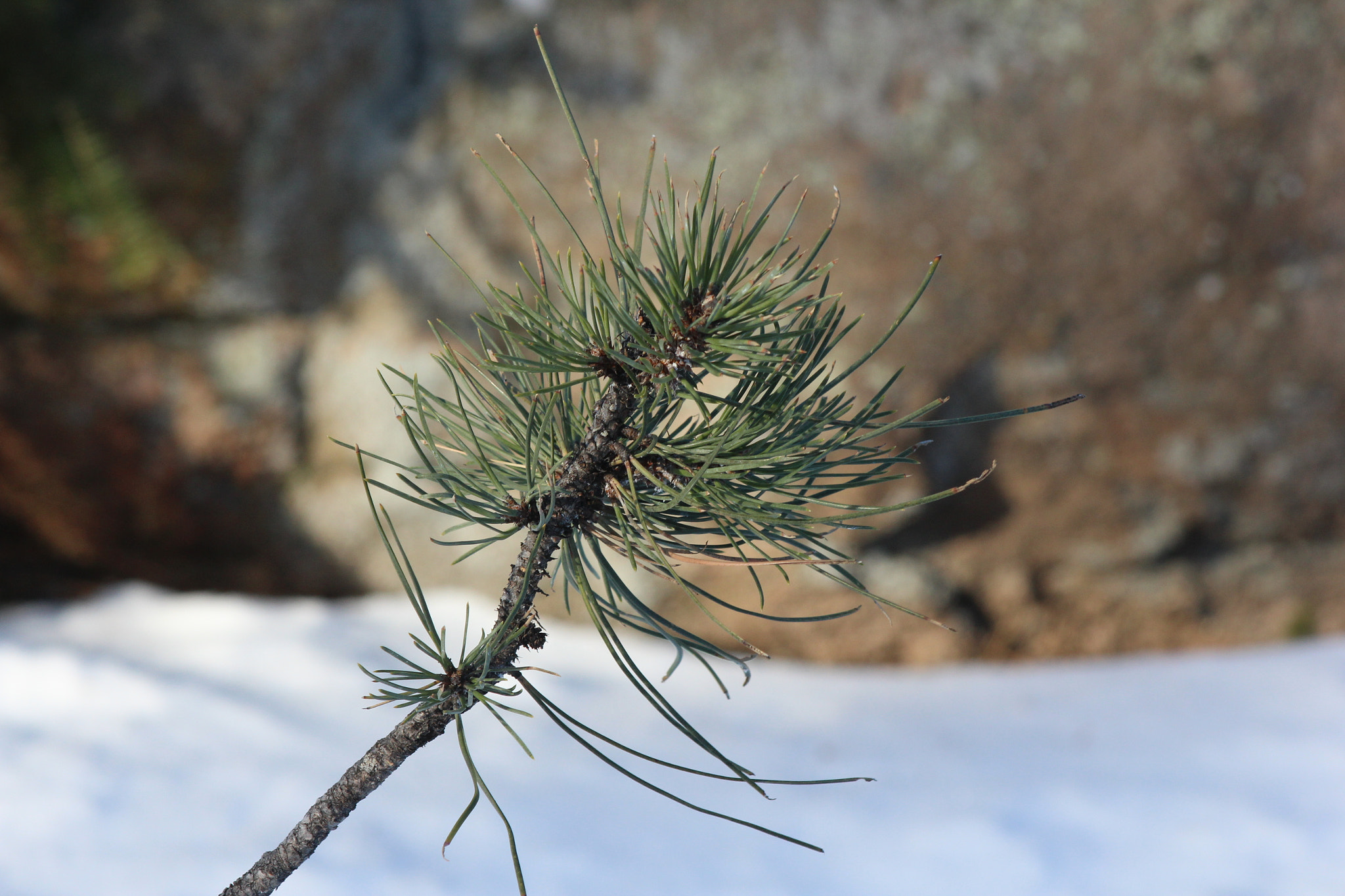 EF75-300mm f/4-5.6 sample photo. Img photography
