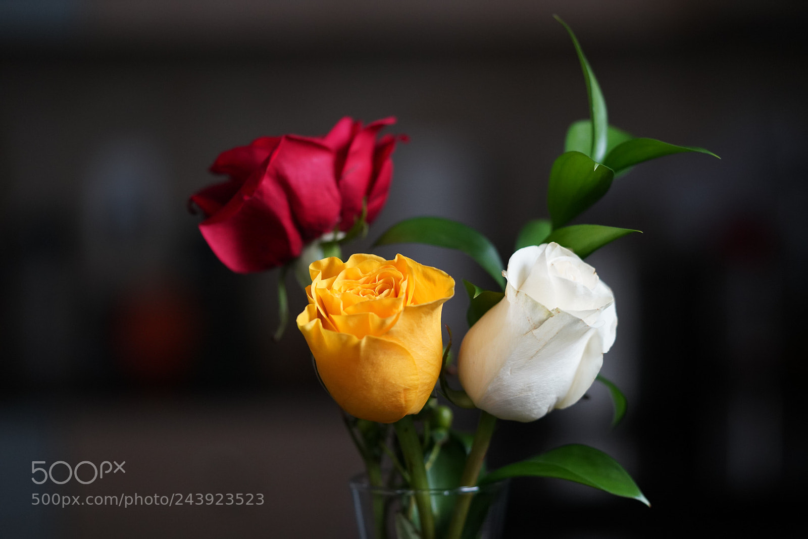 Sony a7R III sample photo. Testing sony a7r iii photography