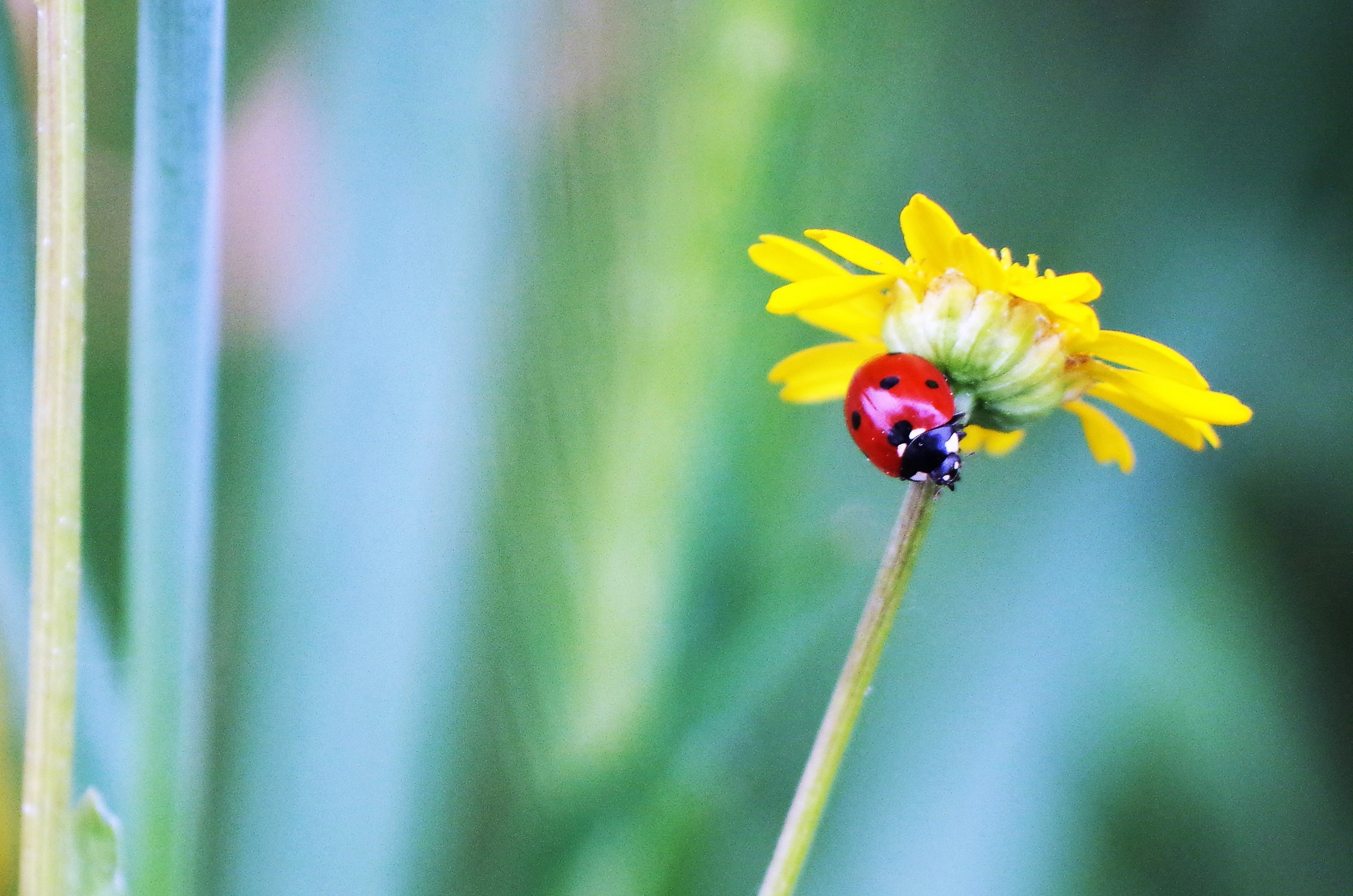 Pentax K-50 sample photo. Details photography