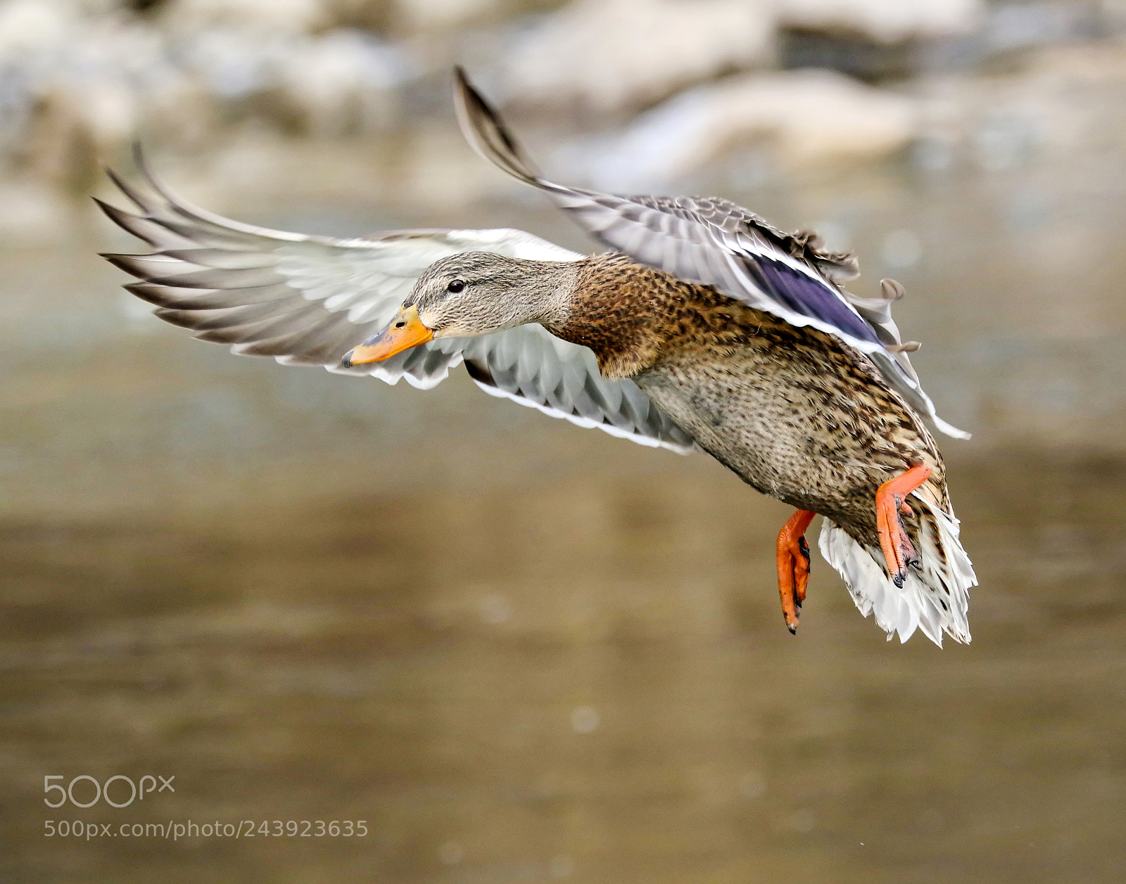 Canon EOS 7D Mark II sample photo. Mallard duck glide photography