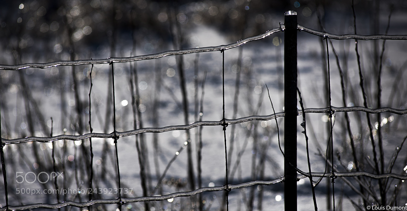 Nikon D810 sample photo. Verglas sur clôture photography