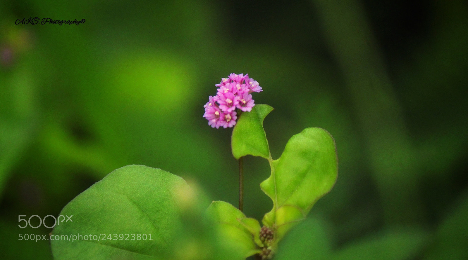 Canon EOS 1300D (EOS Rebel T6 / EOS Kiss X80) sample photo. Pink wildflowers photography