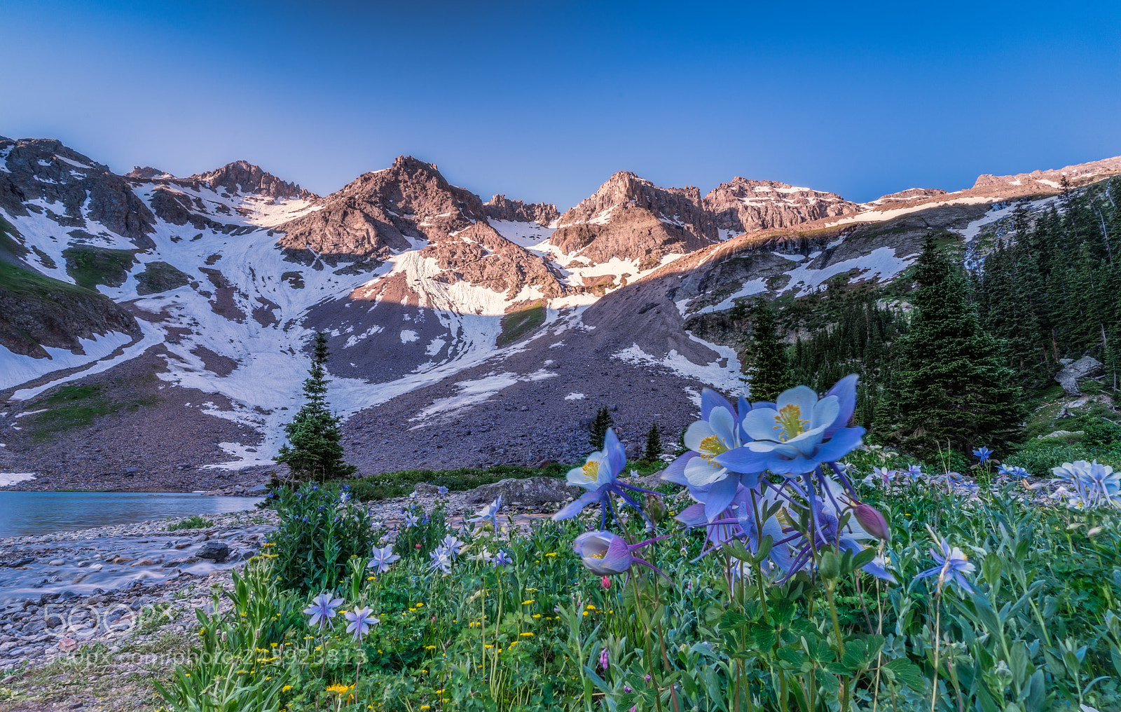 Sony a7R II sample photo. Columbine photography