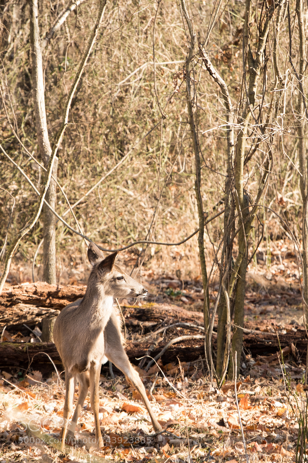 Fujifilm X-T2 sample photo. Deer photography