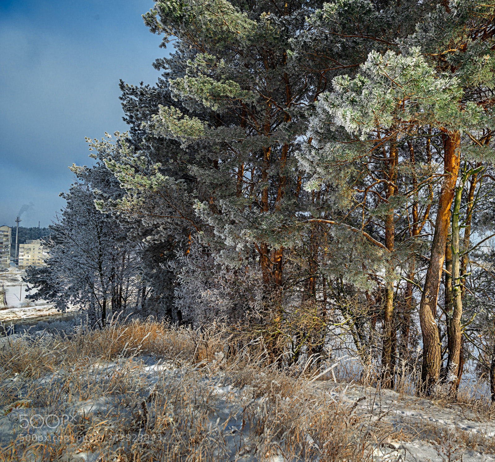 Nikon D800 sample photo. Winter frosty day photography