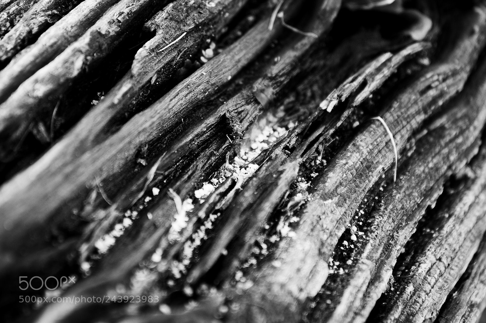 Canon EOS 30D sample photo. Graupel photography