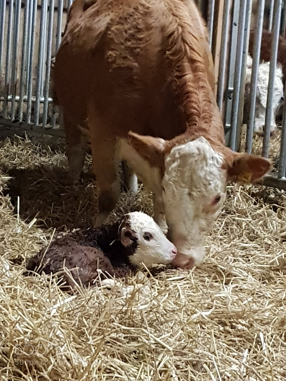 Samsung Galaxy S8 sample photo. First calf photography