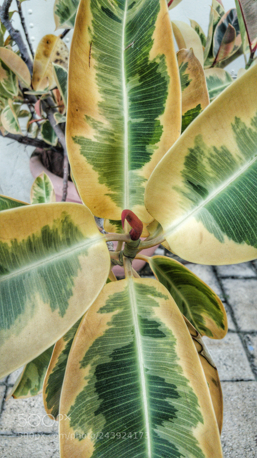 Samsung Galaxy Note5 sample photo. Strange tree photography