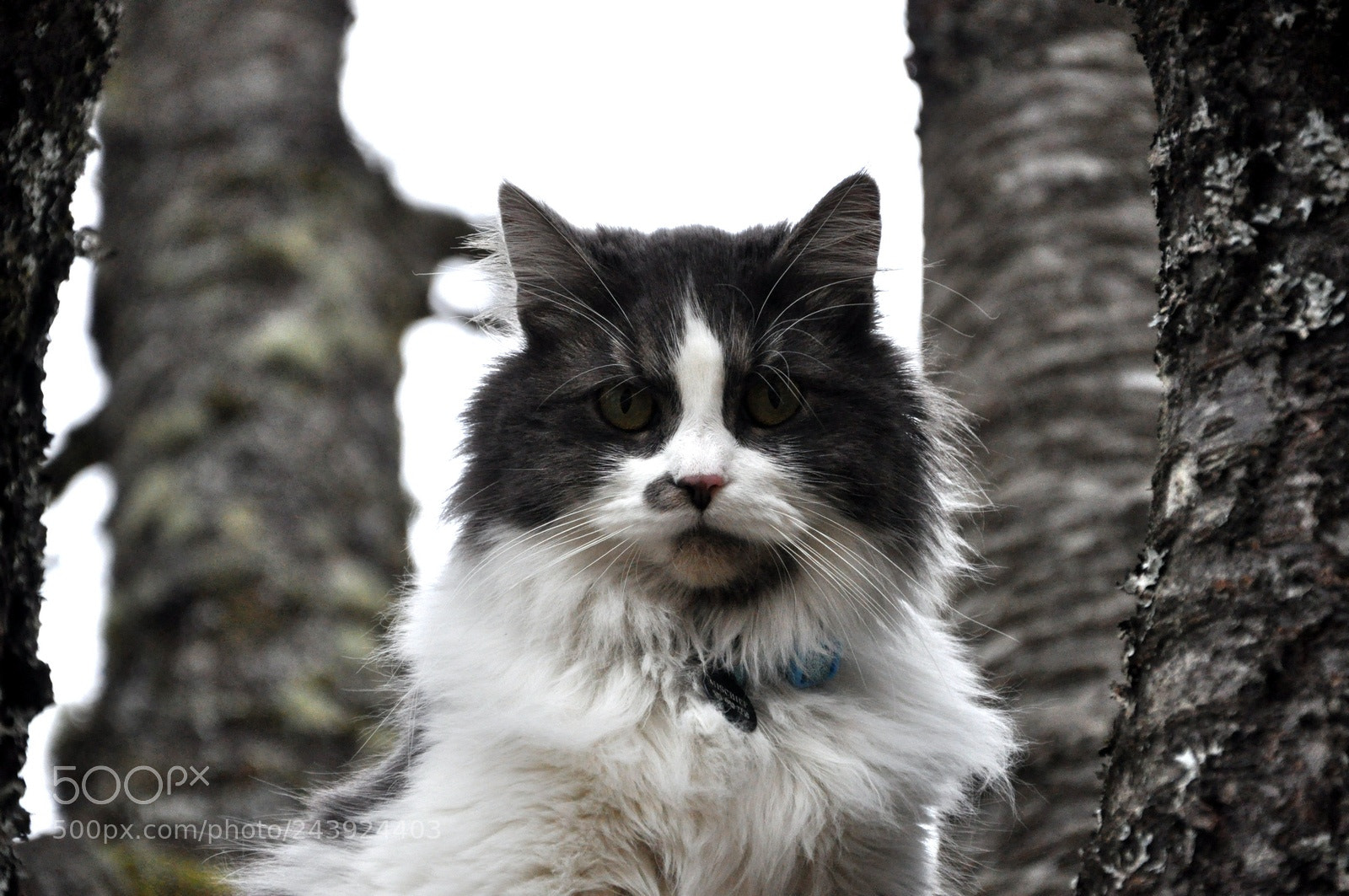 Nikon D90 sample photo. Mischief photography