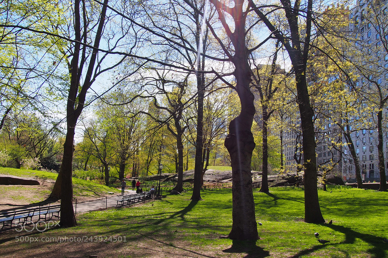 Olympus PEN E-PL6 sample photo. Central park trees. photography