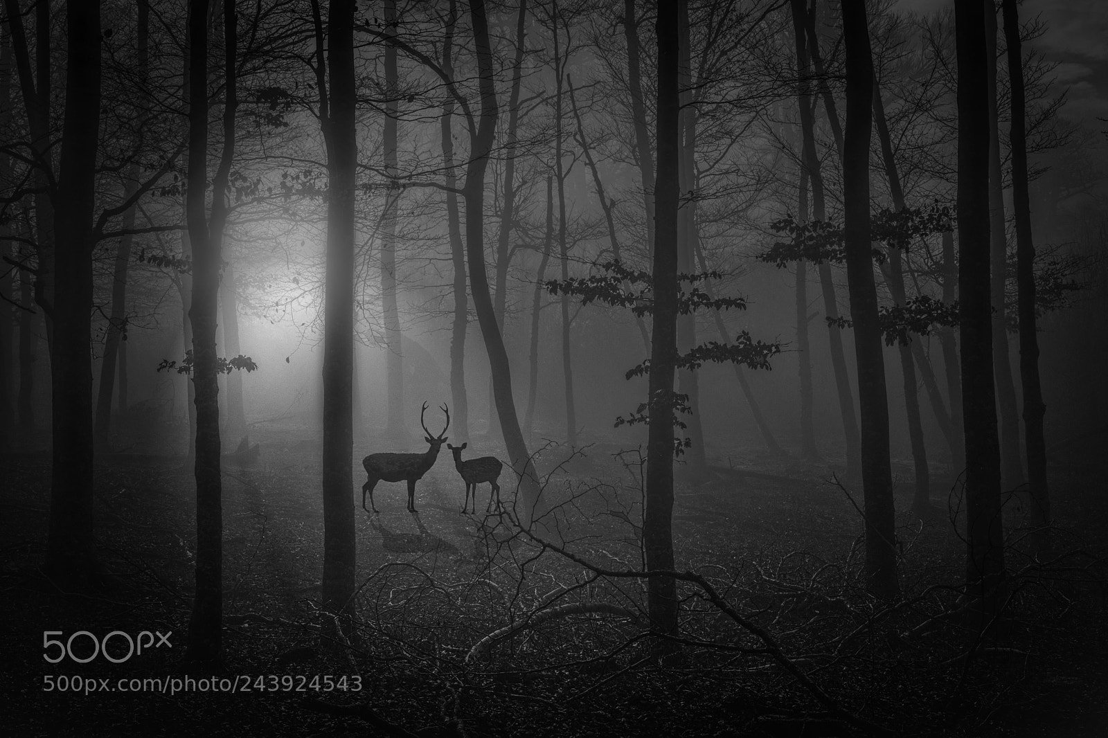 Nikon D7100 sample photo. Deer in the forest photography