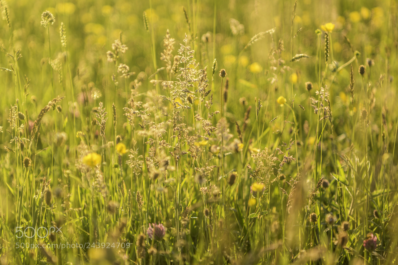 Nikon D7100 sample photo. Loweswater meadow photography