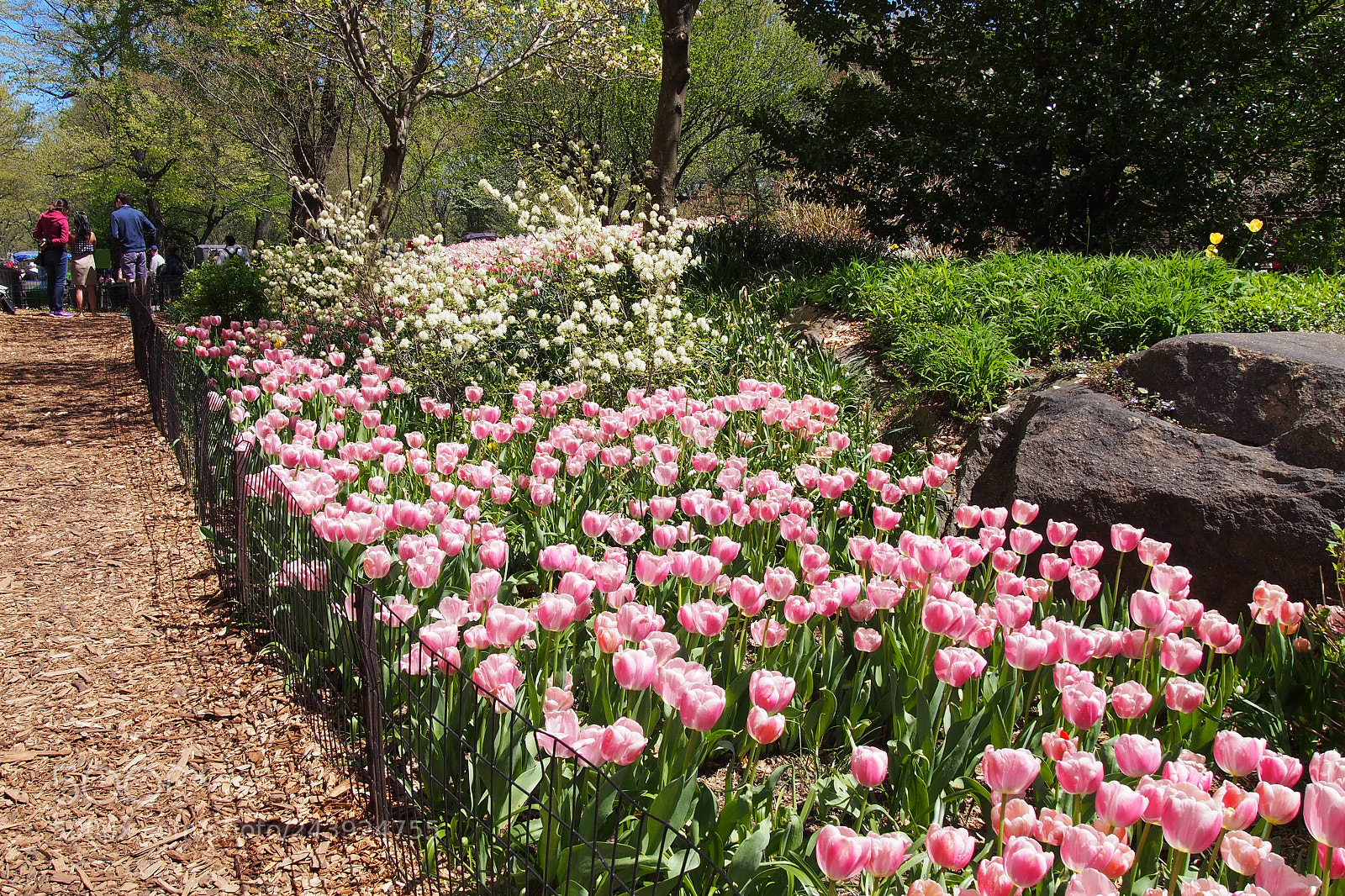 Olympus PEN E-PL6 sample photo. Flower bed nyc. photography