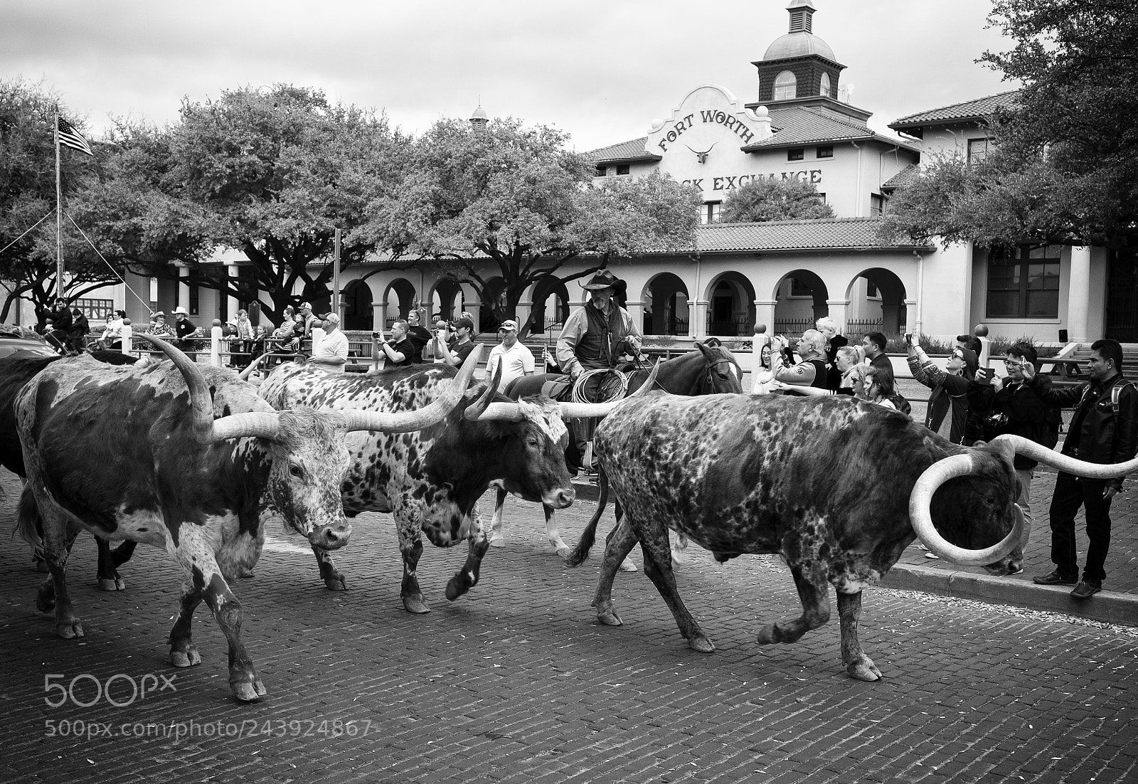 Fujifilm X-T1 sample photo. Driving longhorns photography