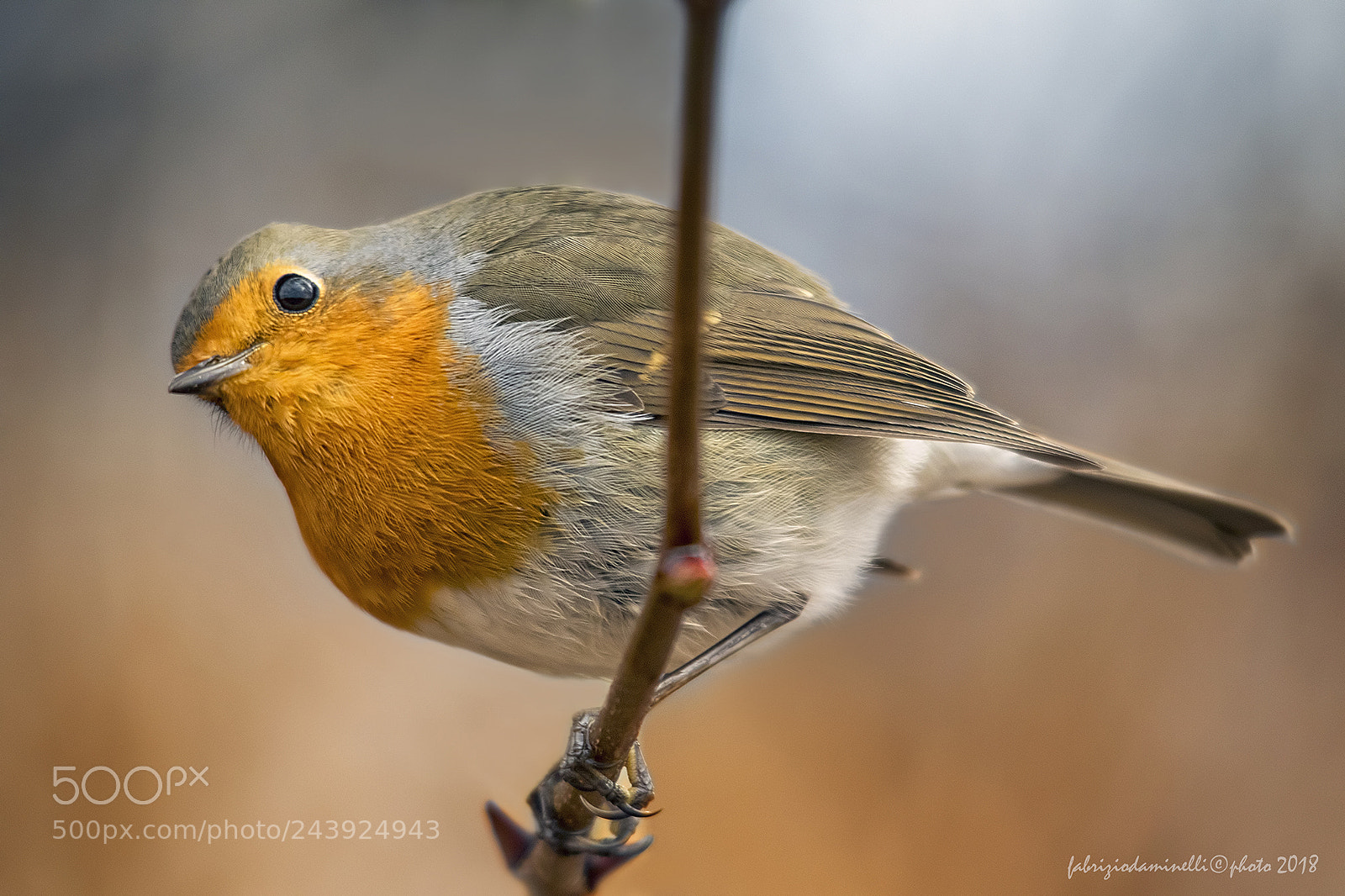Canon EOS 7D Mark II sample photo. Robin photography