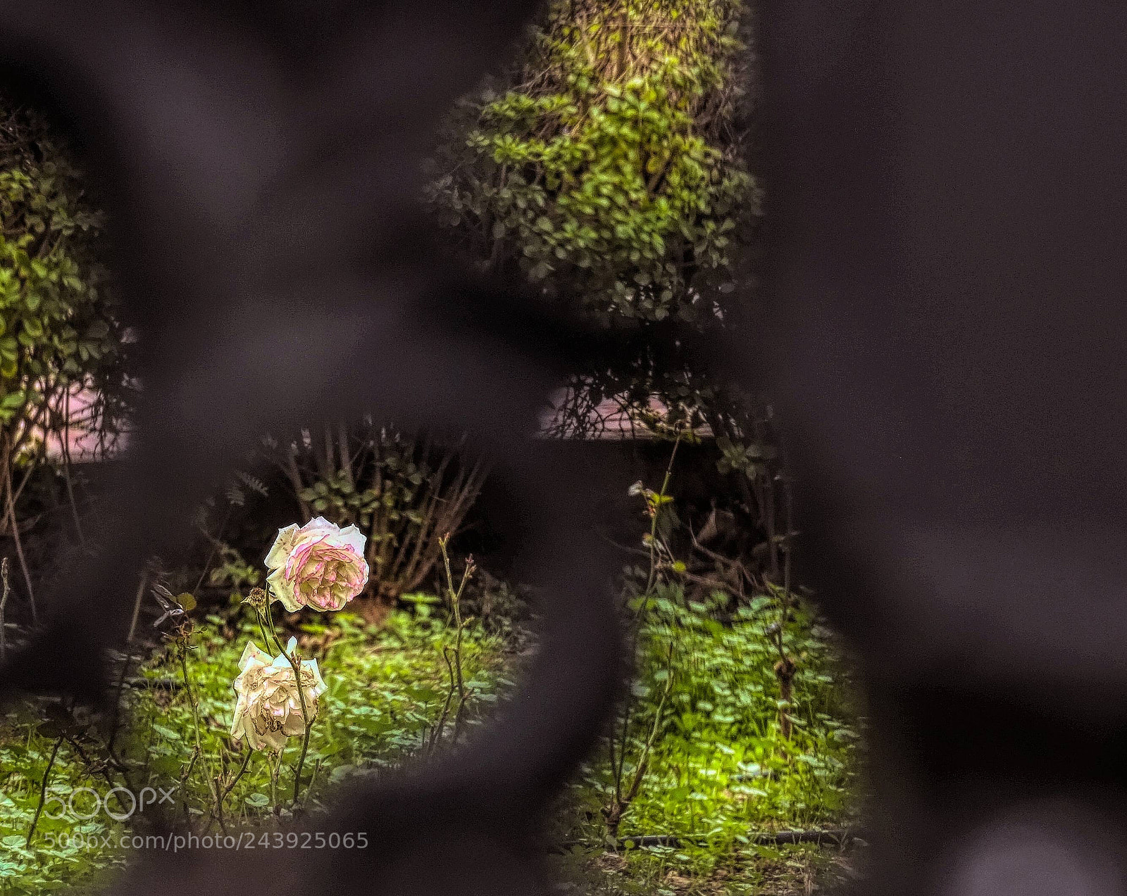 Fujifilm X-E1 sample photo. Mystery garden photography