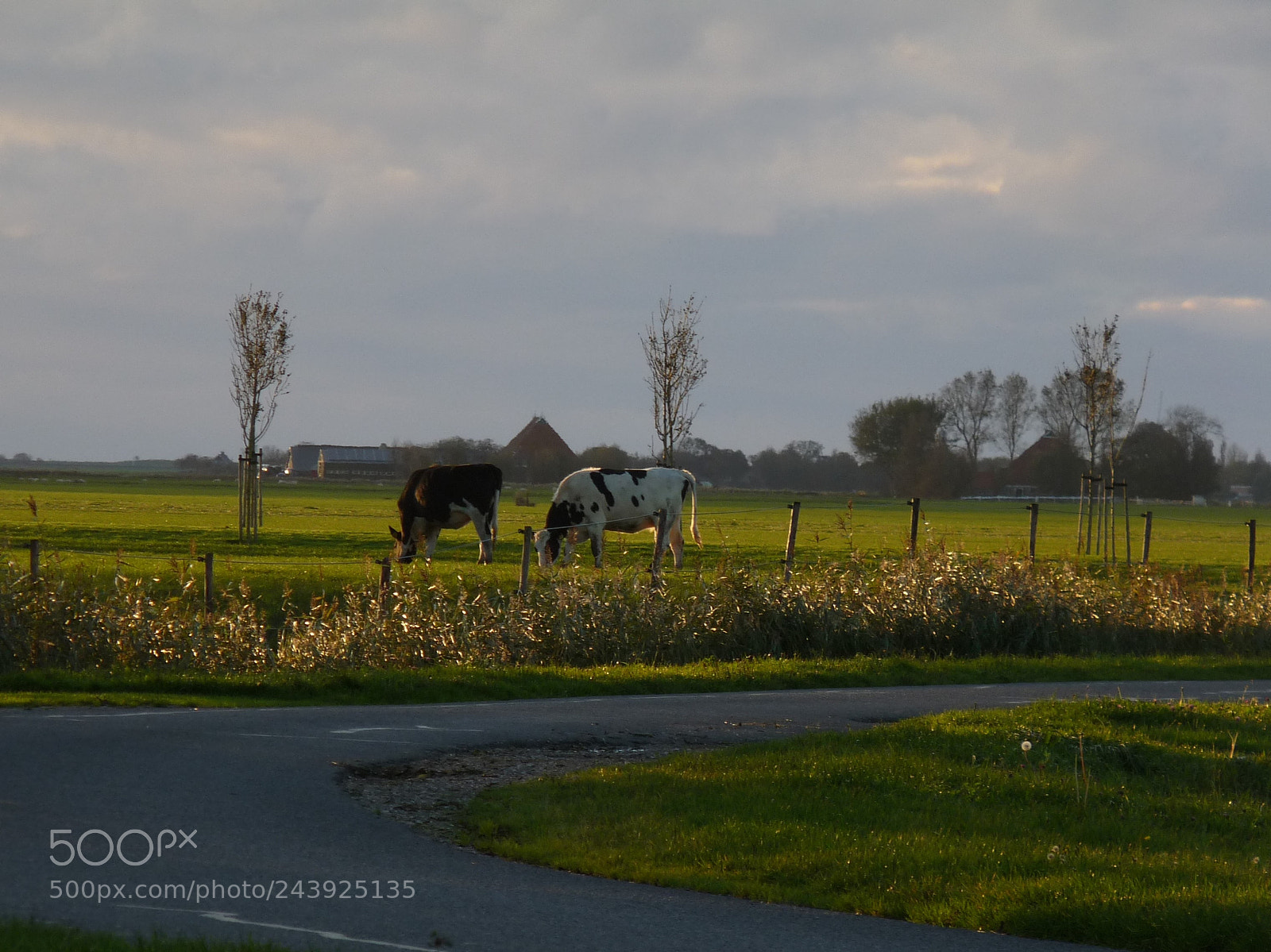Panasonic Lumix DMC-FZ28 sample photo. Grazing photography