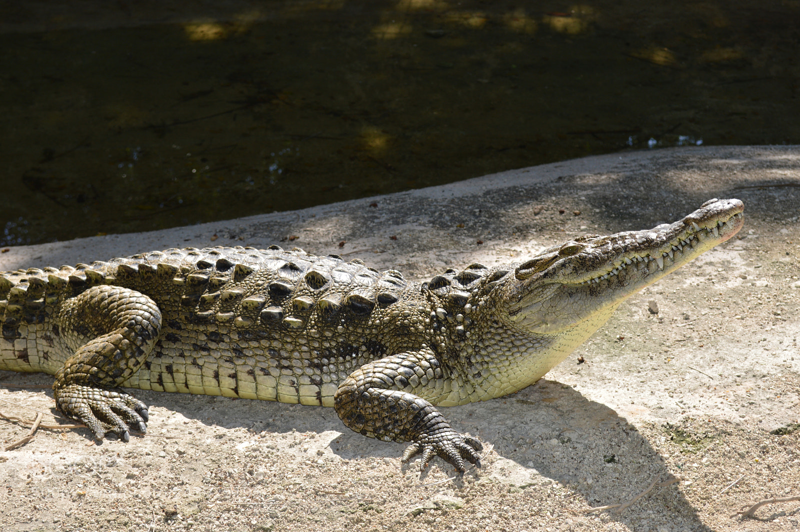 Nikon D3200 sample photo. Reptiles of the islands photography