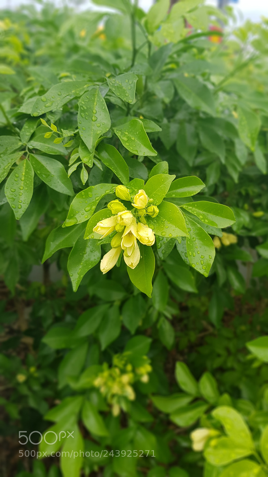 Samsung Galaxy S8 sample photo. Rainandflower.jpg photography