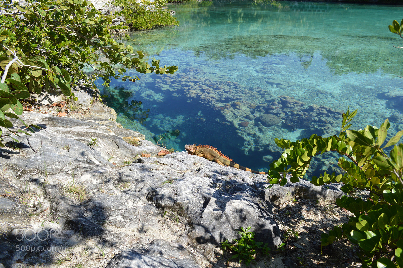 Nikon D3200 sample photo. Reptiles of the islands photography