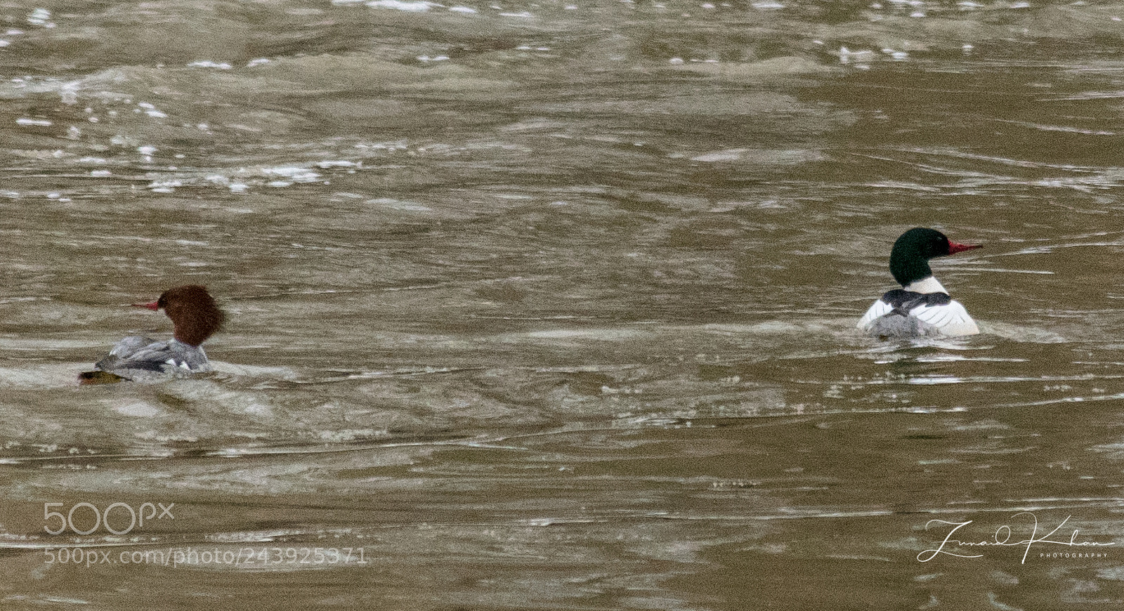 Nikon D3400 sample photo. Common mergansers photography