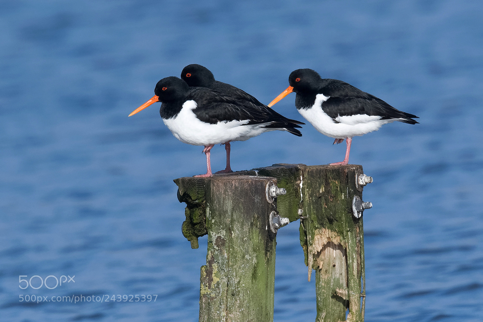 Nikon D500 sample photo. Oystercatchers photography