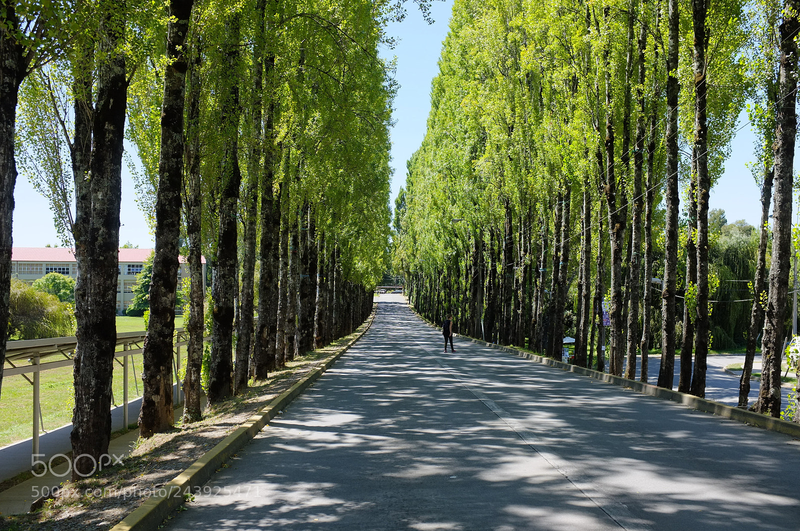 Fujifilm FinePix X100 sample photo. Alameda valdiviana photography
