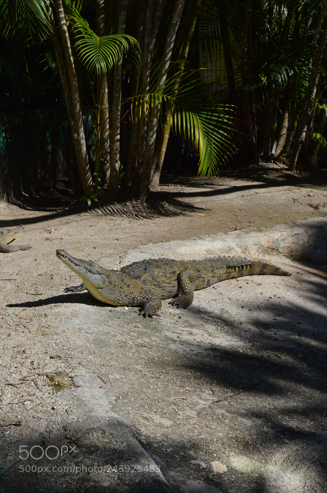 Nikon D3200 sample photo. Reptiles of the islands photography