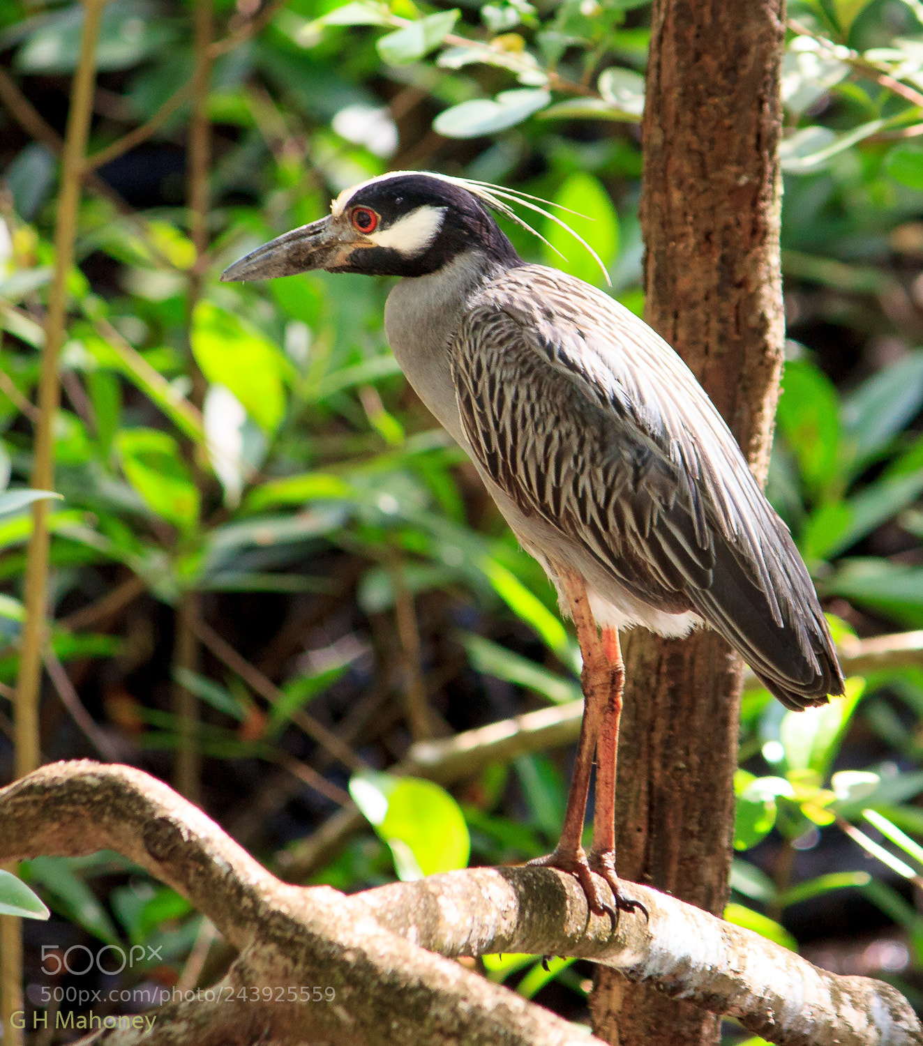 Canon EOS 60D sample photo. Yellow-crowned night heron photography
